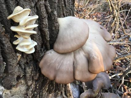 12311251_10101584019309506_3155819855819832920_n